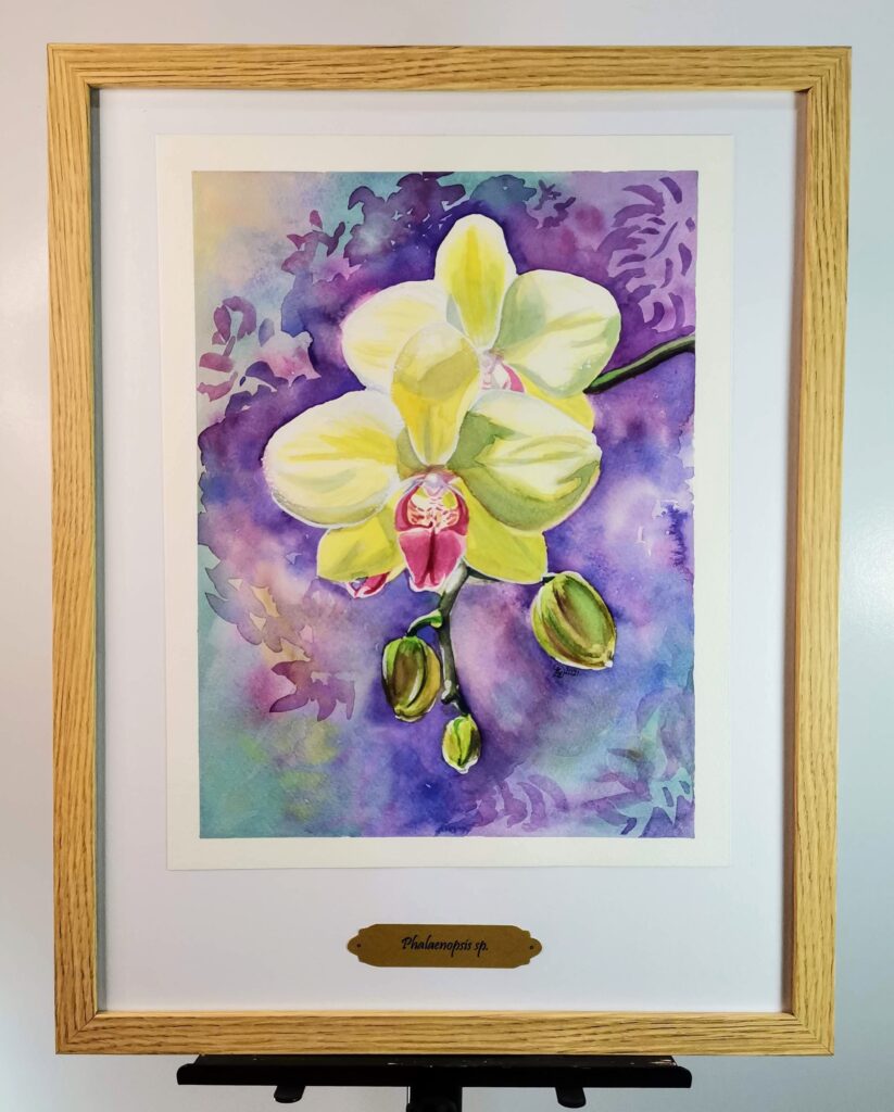 Phalaenopsis sp.