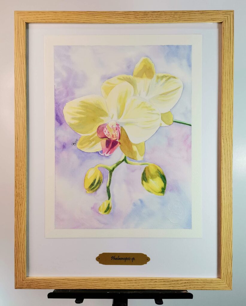 Phalaenopsis sp.